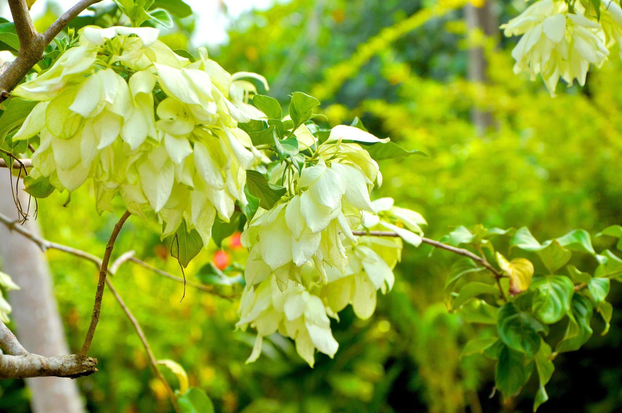 Sakura Villa Bentota Exteriér fotografie